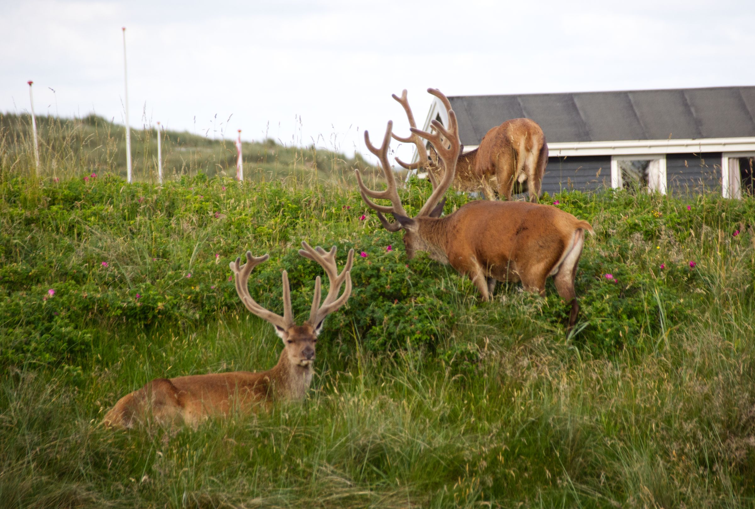 Hirschbesuch am frühen Morgen in Vejers Strand